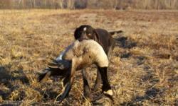 German Wirehair Pointers are a highly versatile hunting dog and a sound&nbsp;minded companion.&nbsp; We have 2 litters planned out of our most proven versatile females.&nbsp;&nbsp; If you want to be able to watch your dog point upland game and have the