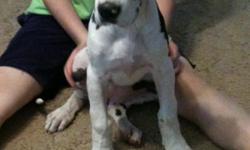 11 week old Female Harlequin Great Dane
Crate trained, very social, loves kids, other dogs and cats
Call for more info 806-773-8761