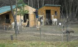 Big Tree Alpacas have 14 (2 cria) to choose from, all ARI (Alpaca Registry) and micropchipped. Proven, Quality bloodlines..Call or stop; 716-763-2185 Big Tree Rd. Jamestown NY
Go to Openherd.com click on Big Tree Alpaca Farm and look further. Hope to here