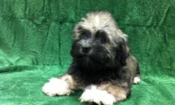 1 Male Havachon (Havanese/BichonÂ­) born on 2-12-11. UTD on shots and comes with a health warranty.
For More Info
Call/Text: 262-994-3007Â­
** Credit Cards Accepted (Visa/MasterCardÂ­Â­Â­Â­)
*Â­Â­* Financing Available
** Shipping Available