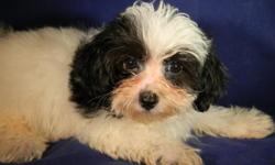 I have unregistered Havanese, registered Havanese and Havanese mix pups for sale. The price listed is for the unegistered litter and the mix pups are 300 and 350. They will be current on their vaccines and even though I live in Georgia I can arrange for