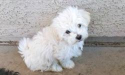 TWO FEMALE PUPPIES LEFT
2 really cute female havanese were born on may 14, and are ready for new home. I own both mom and dad and they are apri registered, $300 for each. GREAT PRICE, take advantage!! They have their first shots, dewormed and vet checked,
