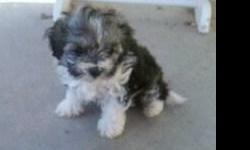 3 really cute female havanese were born on may 14, and are ready for new home. I own both mom and dad and they are apri registered, $350 for each. GREAT PRICE, take advantage!! They have their first shots, dewormed and vet checked, vet says they're as