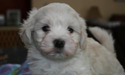 3male havanese puppies non shedding, shots, dew claws,9wks ready to go.
