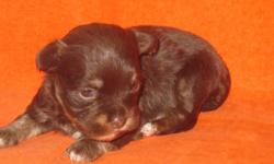 Beautiful AKC registered solid dark chocolate
Havanese puppies born December 10. Our very special
babies come from outstanding show lines of
the Havanese. Their grandfather is an AKC
champion(Our AKC champion Sired chocolate
parti-color male was bred with
