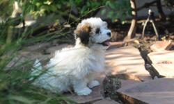 Beautiful AKC Registered Havanese puppies. &nbsp;9 weeks old. &nbsp;All male. &nbsp;Two are a black/white party, and two are sable/white party. &nbsp;Havanese are Hypoallergenic. &nbsp;They do not have fur, so they do not shed. &nbsp;They are very