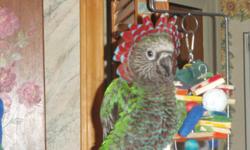 4yr old Hawk Head Parrot.Caesar come with his cage and stand.He can talk.he needs a home that can give him the attention he needs.