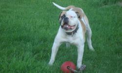 &nbsp;We have&nbsp;2 female American Bulldog pups left for sale. They will be NKC registered/registerable with champion
blood in both parents lineage. These will be large, athletic, loveable, healthy pups. The pups will come Vet checked, shots,
deworm,