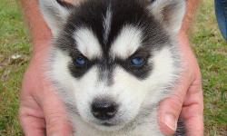 Healthy Siberian Husky puppies available for good homes. If interested do contact back for more details about the puppies.