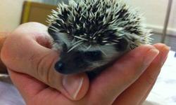 Licensed Breeder that has a new litter of three adorable African Pygmy hedgehogs ready for a new home. These cute little hoglets are S&P, and hi-white pinto. Our hedgies are bred for good health & temperament, and come with some food and bedding included.