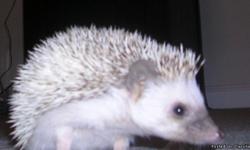 Young male hedgehog for sale. Born Nov. 22, 2010. Beautiful Pinto markings; cream and dark gray spots. Curious and friendly. Comes with box, (large Sterlite clear container- easy to clean) flower pot to sleep in, wodent wheel to play on, water bottles,