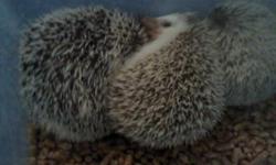 Hedgehog For Sale 32 Weeks Old, 1 white male available.