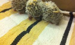 Adorable Hedgehogs for sale in Florida, Fort Lauderdale area. I will have a litter of hedgehog babies ready in 2 weeks. Please call 954-237-7901 if you're interested in one of our little hedgies.