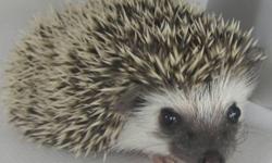 We will be visiting fellow hedgehog breeder, Grace McKenzie, at her home in Morgantown, WV on August 8, 2012. &nbsp;Grace is also kind enough to let us meet our customers at her home. &nbsp;We are looking forward to exchanging breeding stock,