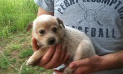 Heeler pups born 1/27/12
Out of working stock
tails docked
dew claws removed
will have first shots and wormed
WSDWR reg parents
Call or text for details and more info. Will not answer emails. If you send me an email include your number so I can call you.