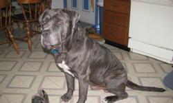 Male Neopolitan Mastiff needs a good home asap! We got him about 2 weeks ago and now all of a sudden him and one of our other dogs is fighting. He's about 2 years old, Gray in color with a hint of tan here and there. He's very loveable and quiet. He loves