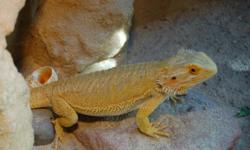We are moving overseas and can't take our 3 dragons with us. We are hoping to find a nice home for them.
We have a proven pair of a citrus male $150 (Holdback quality) and a super citrus female $350( Collectors quality) from Fire and Ice Dragons.
We also