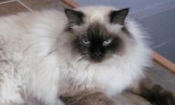 Male Himalayan, 7 1/2 months old, neutered, shots, extremely fluffy seal point
friendly and used to other animals. Asking $100.00 e-mail reggie@twcny.rr.com or call
607-272-0542