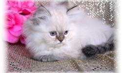 Himalayan kittens born June 19th, 2010
9 weeks old and ready for their new home
1 Females and 1 Male is on Hold
FEmale is available
will come with 1st shot/deworm
colors are chocolate point Male /
fEmale is seal lynx point
she is a joy to have, very