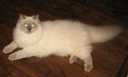 Beautiful Blue Point Himalayan,
Ready for her new home - 5 months old
This little female is extremely playful and friendly - litter trained
Parents are TCA Registered, and on site.
Thanks for looking!
&nbsp;