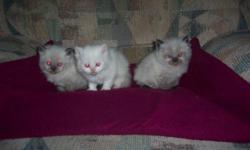 Beautiful doll faced himalayan kittens,pretty blue eyes,dewormed and ready to go 9-4-2011.with papers 400.00 breeding rights more if excepted,taking deposits to see these babies call 563-324-3622. tortie point female,cream point and seal point male.