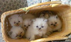Pure Breed Blue Point Himalayan Kittens. I have two litters a year. Mom is a Blue Point and Daddy is a Tortoiseshell Himalayan. Mon has papers but Daddy was a rescue and didn't have papers.
I hand hold them daily which makes them very social. I also have