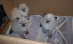 Adorable himalayan kittens,blue eyes,dewormed and ready to go to their new loving homes.400.00 with papers.to see these babies call 563-324-3622.only one left in this litter.she is the one in the picture alone.