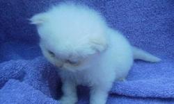 CFA registered Himalayan Kittens born March 31, 2011. They will come with a health certificate and first shots and will be tested for Feline Leukemia and AIDS. There are three cream point males still available. My kittens are raised in my home, and are