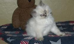 Himalayan kittens for sale. Vet checked and first shots. Ready to go to forever home. For more info call 860-428-8176.