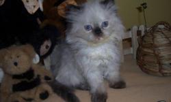 Katspur Cattery has available One Male Himalayan Seal Point and One Female Himalayan Seal Point. They are 9 weeks old and looking for a loving forever home. They have been raised in our home and given lots of love and attention. They have been vet checked