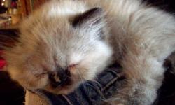 Himalayan Persian kitten's.
4 months old now.
Very sweet loving cuddly playful kitten's looking for great homes.
Asking: $100.00 each obo *cash only*
(1) Seal point female's
Both pure breed,do not come with papers.
Feel free to email me about them anytime