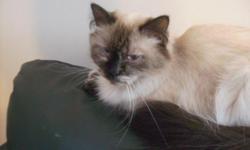 We are downsizing a little and so a lovely little two year old tortie registered Himalayan female is now available. She is very sweet, and gets along with other cats. She is available for $100.00 as a pet; breeding rights are available. Contact us for