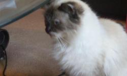 We are downsizing a little and so a lovely little two year old tortie registered Himalayan female is now available. She is very sweet, and gets along with other cats. She is available for $150.00 as a pet; breeding rights are available. Contact us for
