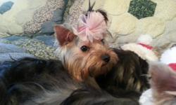 HO HO HO stocking stuffers yorkie puppies a.k.c 4 1/2 mo old males and females small size ,silver and blonde gorgious all shots and wormed cash only call -- ......