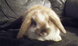 I have 4 male holland lop bunnies thats 7 wks. old
