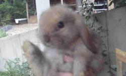 I have two holland lop bunnies for sale. One buck and One doe, both are fawn colored.
These bunnies are handheld and good with children. They will be available on Dec. 2, 2010
Our bunnies go fast, so they will be sold on a first come, first serve basis.