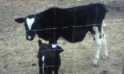 Holstein Steer Calf.