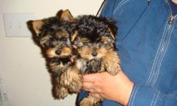 Hope had her awesome litter of very cute little yorkie puppies
1 boy $600. The puppies are APRI
registered and will come with a vet check
already done and a health and genetic
guarantee plus first set of vaccination. These puppies have beautiful color and