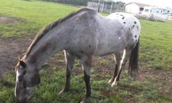 16 Hands appy with papers 23 yr he go on chief Joe trail ride Tack go with him. he is a great Horse to ride