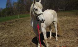 22 yr old missourri foxtrotter gelding. white/gray color. does anything. not for beginner.
does a crow hop at first. settles in and has a great gait.