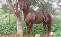 7-years old very healthy stallion horse, chestnut color with white spot on face.
Good for chacing calf, can be mount by anybody.
Call(909)434-3831 English and spanish.