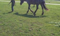 I have a 15 year old horse is very good with kids butt need just some re training, if any queston feel free too call me