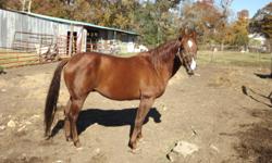 This is a 15.1 hand gelding. Registered aqha. Rides, easy to handle, great looks.