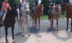Experienced professional riding instructer in Miami, Fl offering private and group lessons, beginner through advanced! Beautiful farm located in Kendall, near turnpike between Bird Rd and Kendall Dr. Over 40 horses, and 5 trainers on the premisis,