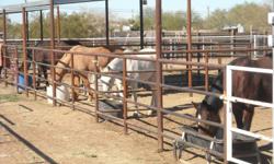 Saddle Up Ranch is a Christian Based Facility, located in a PRIME location at Riggs and Hawes Rd. in Queen Creek, Az. We are right across for the Horseshoe Equestrian Center and the Sonoqui Wash where you can ride for miles and miles, and less than a 30