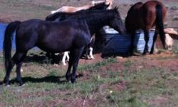 These horses will be listed on;wwwsells.com Auction site soon.
Joe is a red and white MFT now is 13 years old he is 15,2hh.any one can ride this fun horse. Joe is a sweet in your pocket horse. He loads in a trailer, he is easy to catch easy, to saddle and