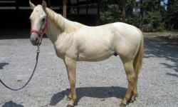 TWH's , 2 AQHA colts (Palamino & Bay), New & Used Tack for Sale.