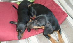 2 Hot dog puppies