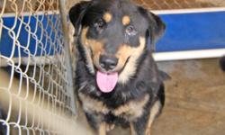 HUGGINS WAS FOUND AS A STRAY AND BROUGHT TO THE DOG POUND ? A KILL SHELTER. HE WAS THERE FOR QUITE A WHILE AND HIS TIME WAS UP. I WAS ABLE TO GET HIM OUT BEFORE THE FINAL DAY. HE IS NOW IN NEED OF A LOVING HOME
HUGGINS IS NOW HOPING TO FIND A HOME WHERE