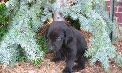 Monolith Kennels announces a new litter. Nine Labrador puppies born on July 9th 2011. Both parents are proven dogs from excellent bloodlines, both parents are very driven dogs with hip certification. Will make Great hunters, trial dogs or search and